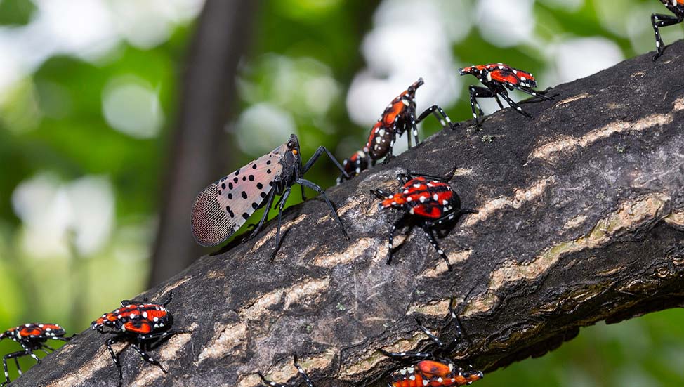 Are Spotted Lanternflies Harmful to Pets?